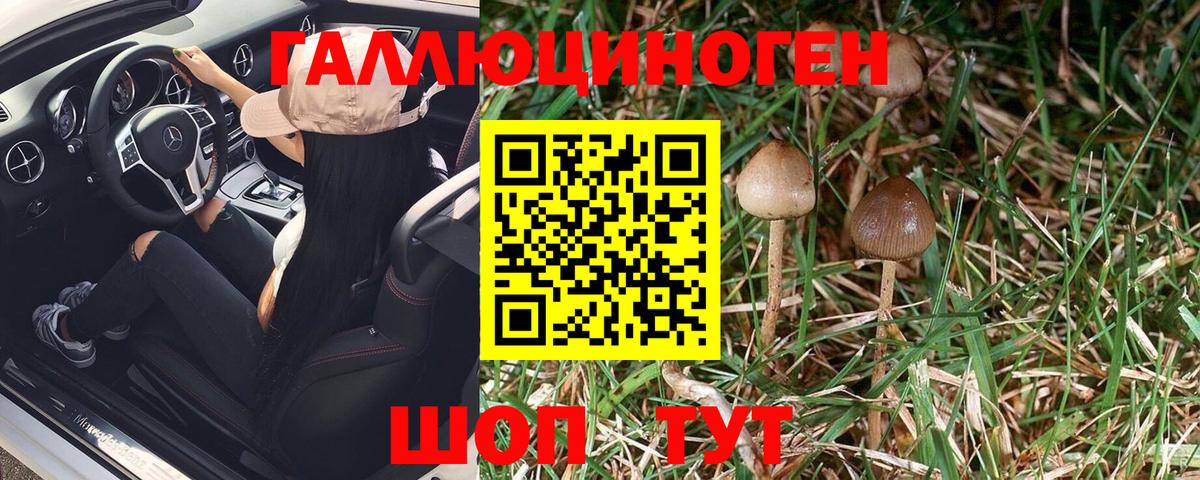 Галлюциногенные грибы GOLDEN TEACHER  Галлюциногенные грибы MAGIC MUSHROOMS  Вход с VPN  Бердск 